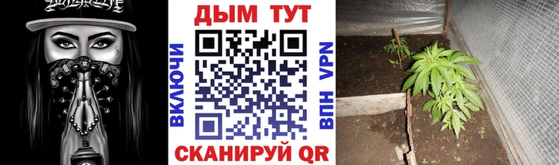 где продают   Верея  Конопля LSD WEED 